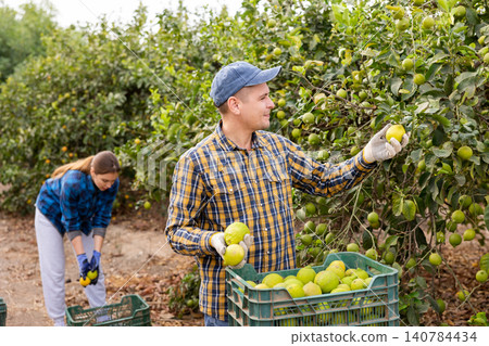 Portrait of man professional farmer during harvesting of lemon at plantation Portrait of man professional farmer during harvesting of lemon at plantation 140784434