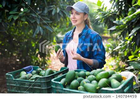 Smiling gardener woman posing with full avocado boxes Smiling gardener woman posing with full avocado boxes 140784459