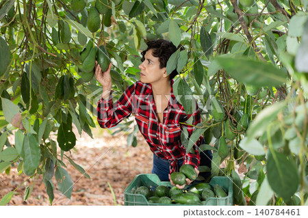Positive farmer woman picking avocados in garden Positive farmer woman picking avocados in garden 140784461