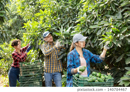 Group of multinational farmers gathering together gresh organic avocados on farm Group of multinational farmers gathering together gresh organic avocados on farm 140784467