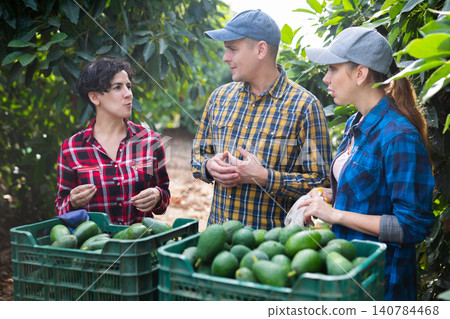 Smiling farmers holding avocados at full avocado boxes Smiling farmers holding avocados at full avocado boxes 140784468