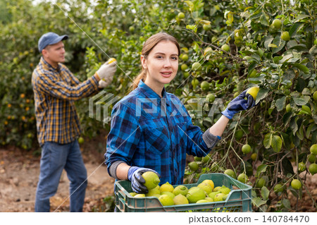 Portrait of professional young female gardener picking ripe lemons in cultivating spring season. Ripe lemons hanging on tree. Portrait of professional young female gardener picking ripe lemons in cultivating spring season. Ripe lemons hanging on tree. 140784470