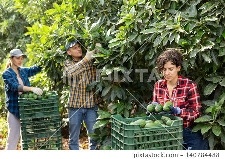 Skilled female gardener gathering crop of avocado fruits in orchard. Harvest time Skilled female gardener gathering crop of avocado fruits in orchard. Harvest time 140784488