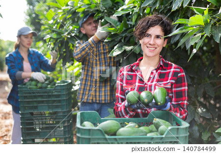 Skilled female gardener gathering crop of avocado fruits in orchard. Harvest time Skilled female gardener gathering crop of avocado fruits in orchard. Harvest time 140784499