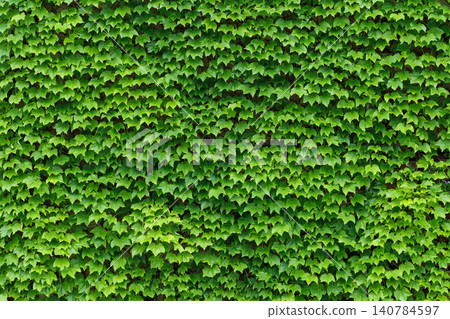 A background image featuring green ivy covering an entire wall. 140784597