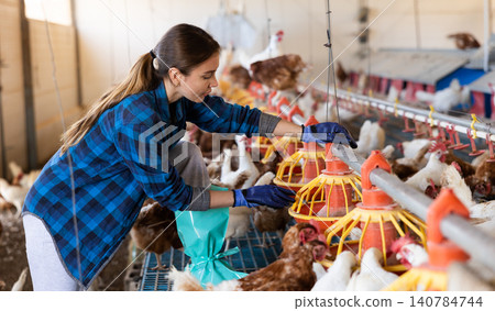 Young female farmer controling chicken feeding on farm Young female farmer controling chicken feeding on farm 140784744