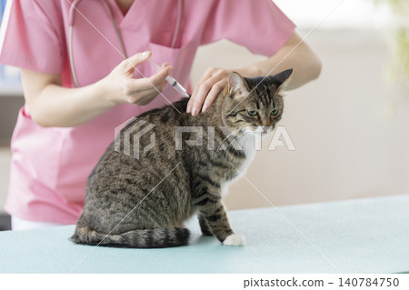 一隻貓（2歲大的虎斑白貓）正在動物醫院接受疫苗接種。 140784750