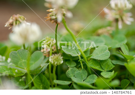 White clover, macro photography, bokeh, background material, wildflower, green, nature, healing White clover, macro photography, bokeh, background material, wildflower, green, nature, healing 140784761