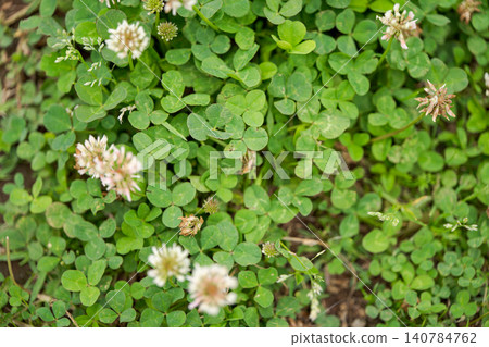 White clover, four-leaf clover, nature, grassland, green background material, early summer, wildflower, green White clover, four-leaf clover, nature, grassland, green background material, early summer, wildflower, green 140784762