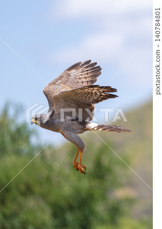 Eastern chanting goshawk flies past lifting wings 140784801