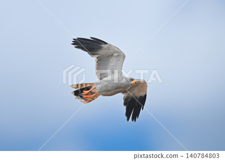 Eastern chanting goshawk flies under cloudy sky 140784803