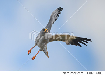 Eastern chanting goshawk flying at an angle 140784805