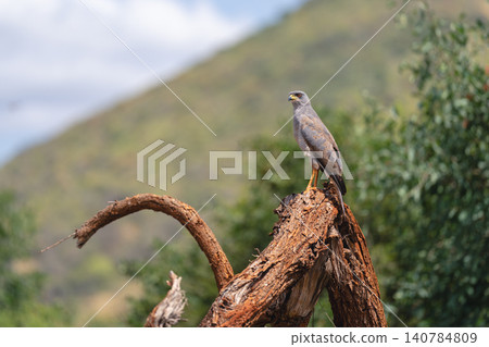Eastern chanting goshawk on log in sunshine 140784809