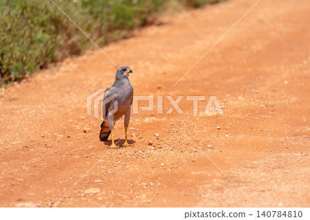 Eastern chanting goshawk on track looking up 140784810