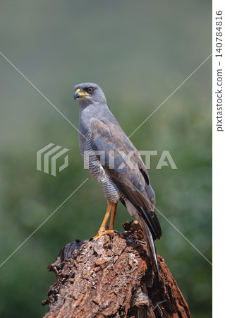 Eastern chanting goshawk with catchlight on log 140784816