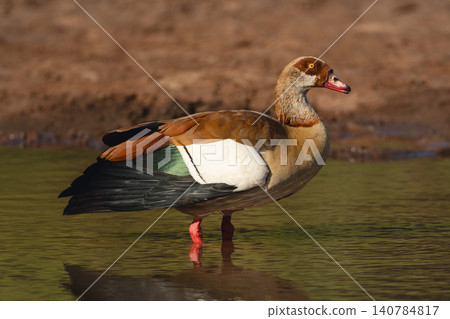 Egyptian goose stands in profile in waterhole Egyptian goose stands in profile in waterhole 140784817