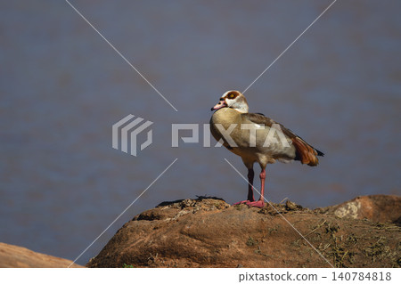 Egyptian goose stands on rock by waterhole Egyptian goose stands on rock by waterhole 140784818
