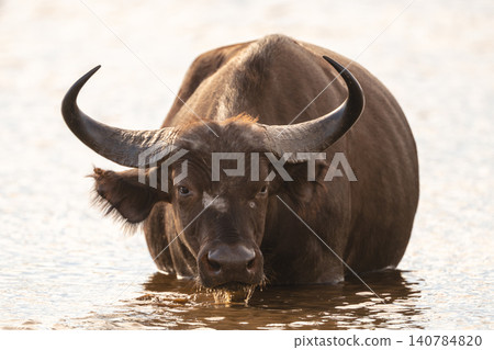 Female Cape buffalo approaches camera through water Female Cape buffalo approaches camera through water 140784820