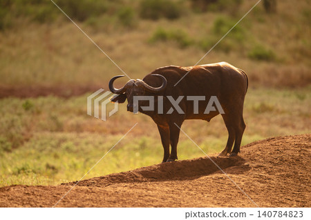 Female Cape buffalo stands staring on bank Female Cape buffalo stands staring on bank 140784823
