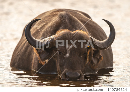 Female Cape buffalo with oxpecker on face Female Cape buffalo with oxpecker on face 140784824