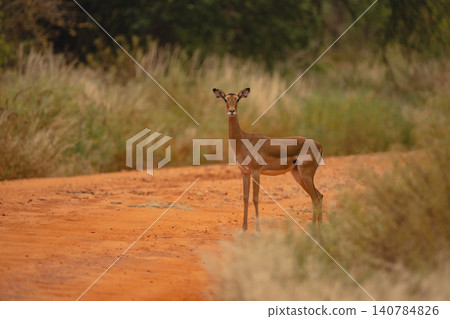 Female impala standing on track eyeing camera Female impala standing on track eyeing camera 140784826