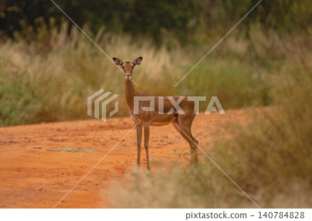 Female impala stands on track eyeing camera Female impala stands on track eyeing camera 140784828