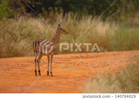 Female impala stands on track watching camera Female impala stands on track watching camera 140784829