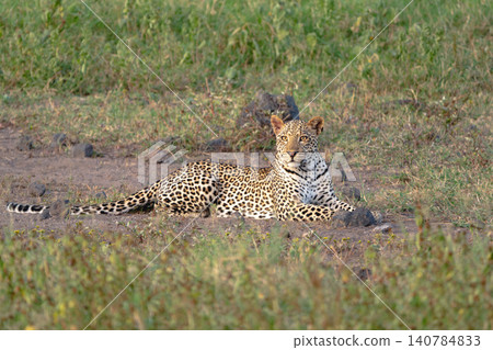 Female leopard lies turning head in clearing Female leopard lies turning head in clearing 140784833
