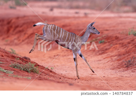 Female lesser kudu jumps into sandy gully Female lesser kudu jumps into sandy gully 140784837