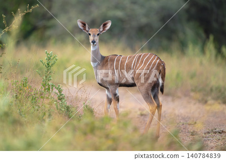 Female lesser kudu stands turning to camera Female lesser kudu stands turning to camera 140784839