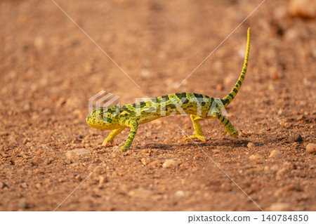 Flap-necked chameleon crosses dirt road casting shadow Flap-necked chameleon crosses dirt road casting shadow 140784850