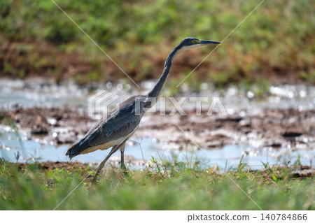 Grey heron walks on riverbank leaning forward Grey heron walks on riverbank leaning forward 140784866