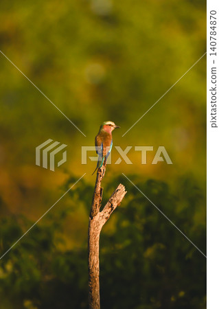 Lilac-breasted roller in forest on tree stump Lilac-breasted roller in forest on tree stump 140784870