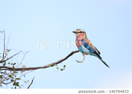 Lilac-breasted roller in profile on curly branch Lilac-breasted roller in profile on curly branch 140784872