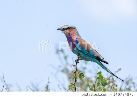 Lilac-breasted roller in profile on thorny branch Lilac-breasted roller in profile on thorny branch 140784873