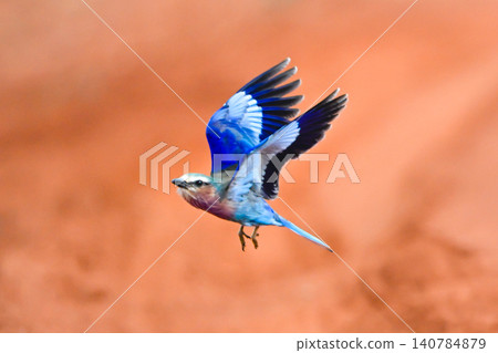 Lilac-breasted roller takes off over dirt track Lilac-breasted roller takes off over dirt track 140784879