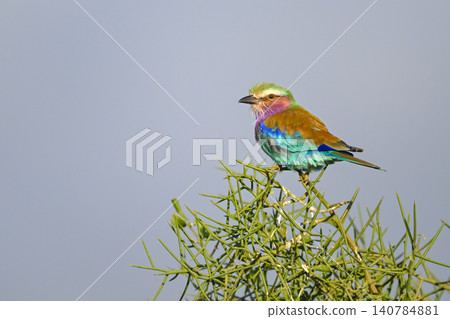 Lilac-breasted roller with catchlight against blue sky Lilac-breasted roller with catchlight against blue sky 140784881