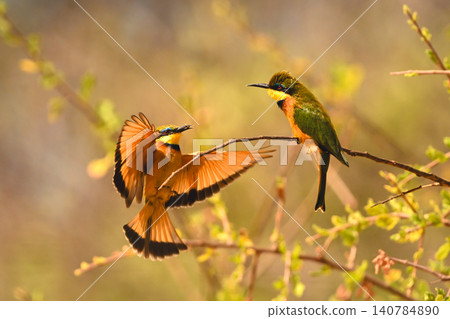 Little bee-eater lands with insect for mate Little bee-eater lands with insect for mate 140784890