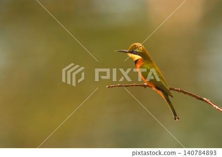 Little bee-eater on curved branch in profile Little bee-eater on curved branch in profile 140784893