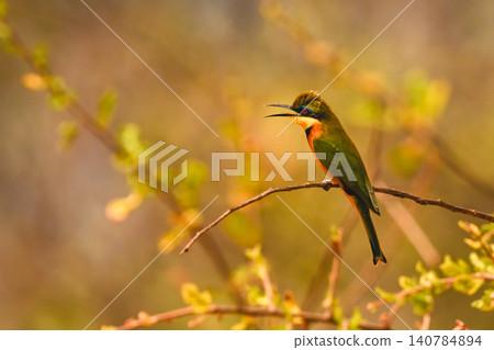 Little bee-eater on curved branch opens beak 140784894
