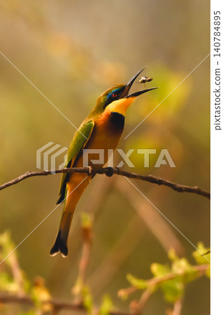 Little bee-eater on curved branch tosses fly Little bee-eater on curved branch tosses fly 140784895