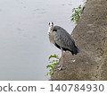 A grey heron stands on the riverbank, looking at me. 140784930