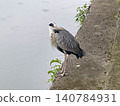 A grey heron stands on the riverbank, looking at me. 140784931