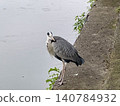 A grey heron stands on the riverbank, gazing at me. 140784932