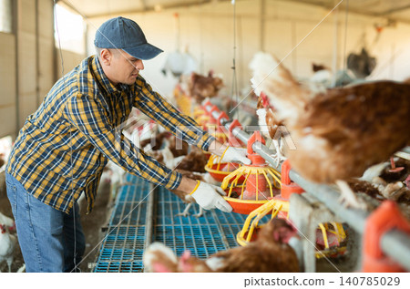 european man filling chicken feeder in chicken farm european man filling chicken feeder in chicken farm 140785029