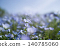 Nemofila單輪 140785060