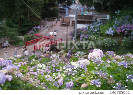 平原溫泉繡球花 平原溫泉繡球花 140785061