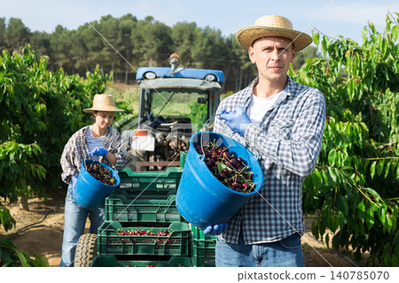 Farm worker posing in garden during harvest of sweet cherries 140785070