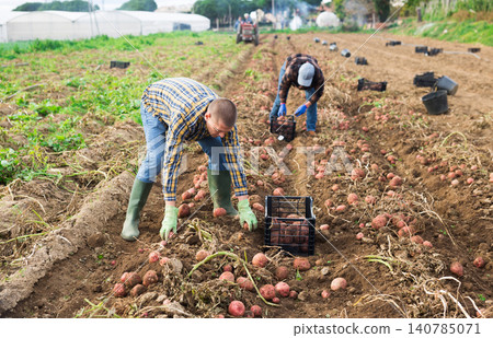 Man harvesting potatoes on a farm 140785071