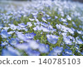 降落在一片粉蝶花田中 140785103